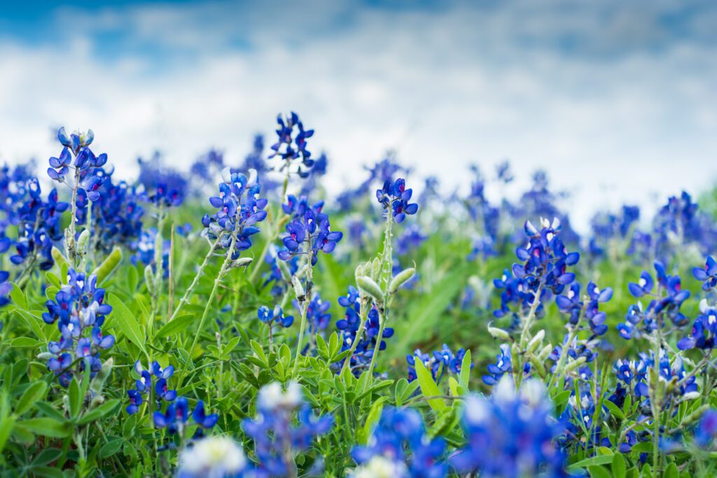 cosmetic dentist near Katy tx dentist in cinco ranch